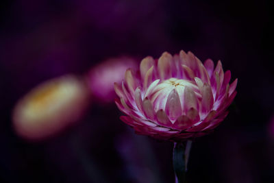 Close-up of purple flower