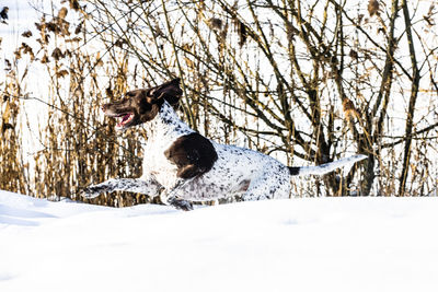 View of dog on snow covered land