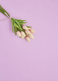 Close-up of pink flowers against white background