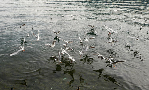 High angle view of ducks swimming in lake