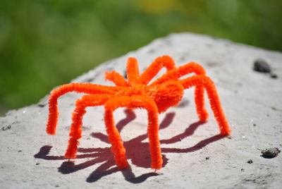 Close-up of red leaf in winter