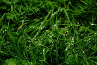 Close-up of raindrops on grass
