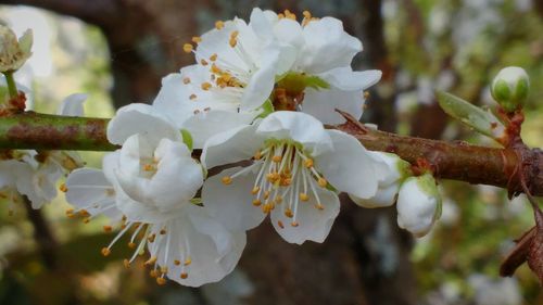 Close-up of white apple blossoms in spring