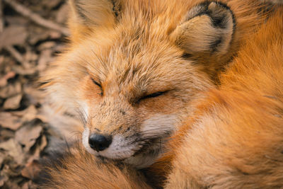 Close-up of a rabbit