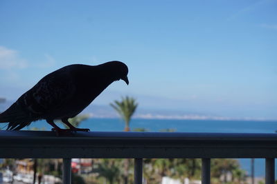 Bird perching on railing against sea