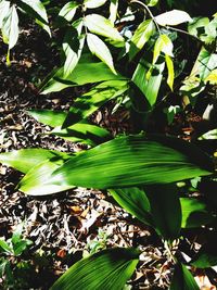 Close-up of fresh green plant