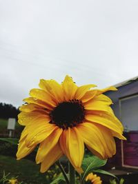 Close-up of yellow flower blooming outdoors