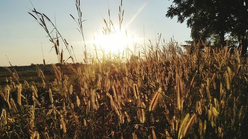 Close-up of wheat field against sky at sunset