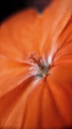 Close-up of spider on orange flower