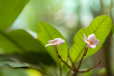 Close-up of flowering plant