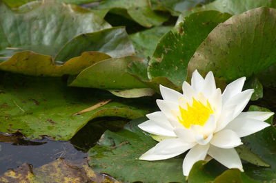 Close-up of lotus water lily in pond