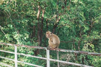 Side view of monkey sitting on railing in forest