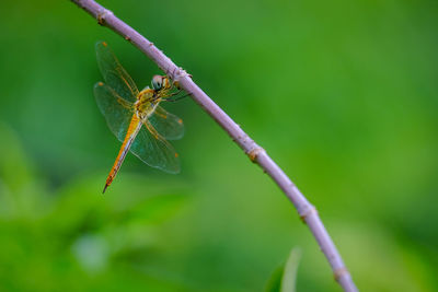 Close-up of insect on leaf