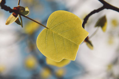 Close-up of plant leaf