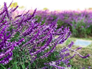 Close-up of purple lavender flowers on field