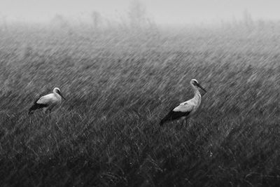 Birds on field during rainy season