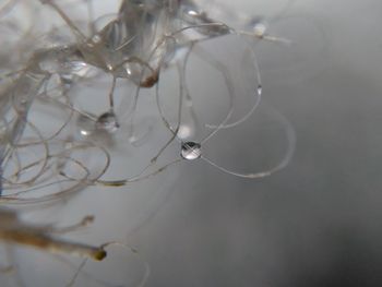 Close-up of water drop on plant