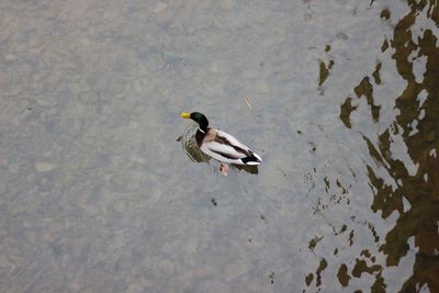 High angle view of duck swimming on lake