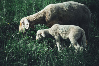 Sheep grazing in a field