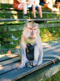 Close-up of monkey sitting on hand