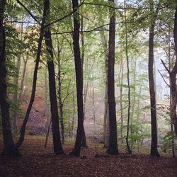 Trees in forest