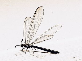 Close-up of insect