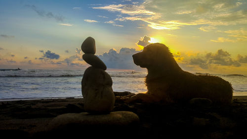 Dog sitting on beach against sky during sunset