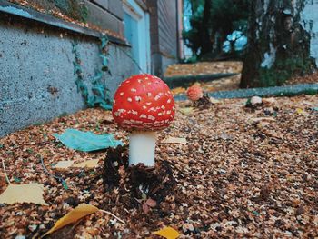 Close-up of fly agaric mushroom on land