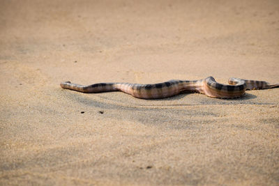 View of crab on sand