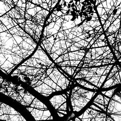 Low angle view of bare trees against sky