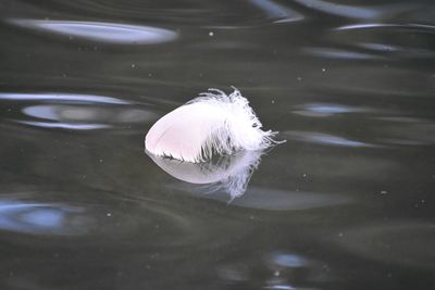 High angle view of jellyfish in water