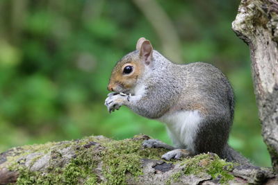 Close-up of squirrel in woodland 