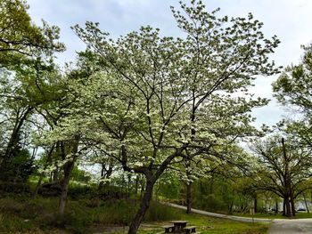 Trees growing on landscape