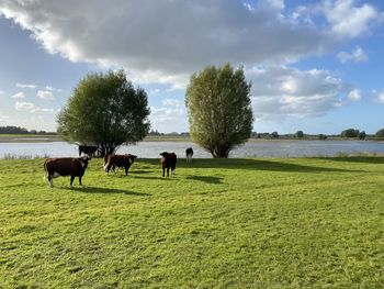 Horses in a field