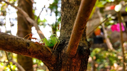 Low angle view of bird perching on tree