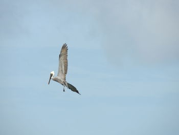 Low angle view of seagull flying