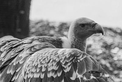 Close-up of eagle against blurred background