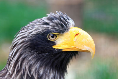 Close-up of a bird