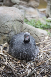 Close-up of bird sitting in nest