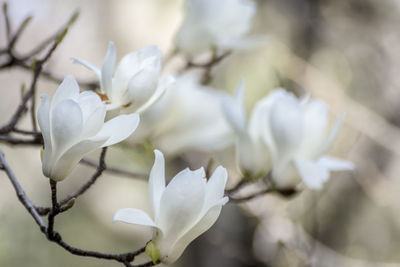 Close-up of white flowering plant