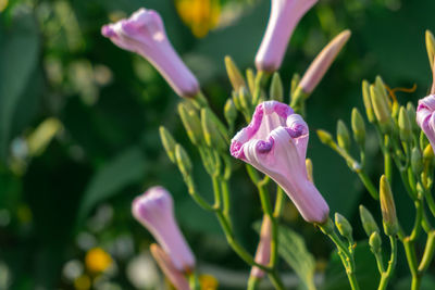 Beach morning glory ravine in the garden in the evening with blue sky background.