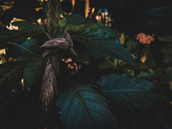 Close-up of wilted plant