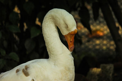 Close-up of swan