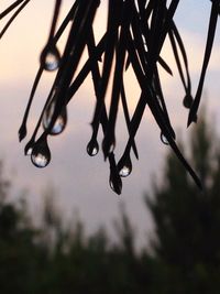 Close-up of twigs against blurred background