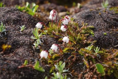Close-up of mushrooms growing on field
