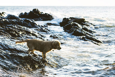 Full length side view of dog standing on shore at beach