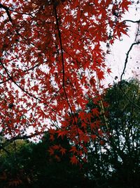 Low angle view of trees