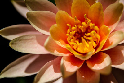 Close-up of flower