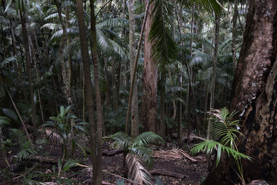 View of trees in forest