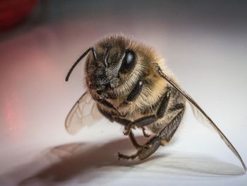 Close-up of bee